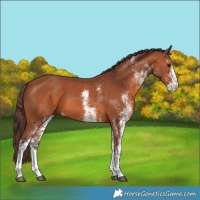 Horse Color:White Spotted Chocolate Bay 