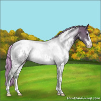 Horse Color:Painted White Spotted Silver Grullo Sabino 