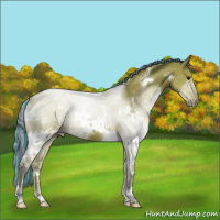 Horse Color:Painted White Spotted Silver Grullo 