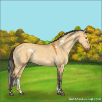 Horse Color:White Spotted Buckskin Dun 