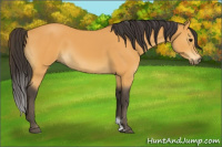 Horse Color:Buckskin Sabino 