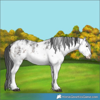 Horse Color:White Spotted Brown Mushroom Sabino Rabicano 