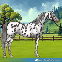 Horse Color:White Spotted Liver Chestnut Appaloosa 