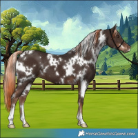 Horse Color:White Spotted Liver Chestnut 