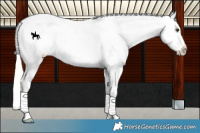 Horse Color:Silver Buckskin Roan Blanket 