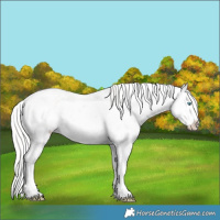 Horse Color:White Spotted Cremello Mushroom Sabino Rabicano 