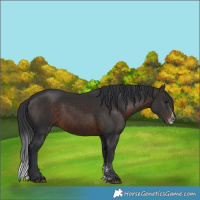 Horse Color:Brown Sabino 