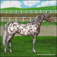 Horse Color:Bay Near Leopard  and Silver Bay Near Leopard 