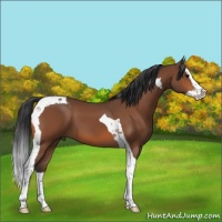 Horse Color:Bay Splash Tobiano