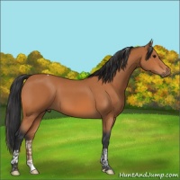 Horse Color:Bay Tobiano 
