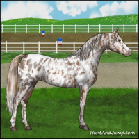 Horse Color:Chestnut Near Leopard  and Gray Chestnut Near Leopard 