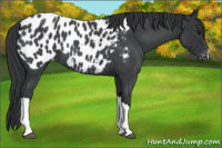 Horse Color:Blue Roan Near Leopard 