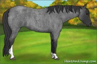 Horse Color:Blue Roan Tobiano 