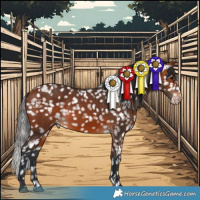 Horse Color:Bay Appaloosa