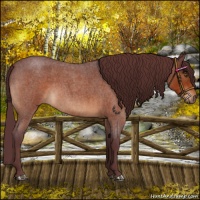 Horse Color:Chocolate Brown Roan Rabicano 
