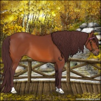 Horse Color:Chocolate Bay