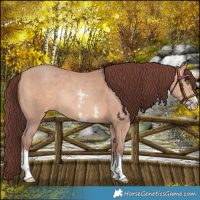 Horse Color:Chocolate Amber Champagne Sabino Rabicano