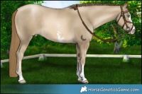 Horse Color:Chocolate Smoky Black Pearl Sabino Rabicano 