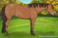 Horse Color:Bay 