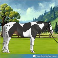 Horse Color:Liver Chestnut Splash Tobiano 