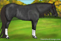 Horse Color:Liver Red Roan Rabicano 
