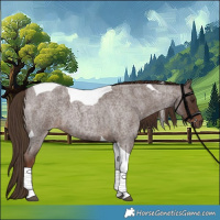 Horse Color:Liver Red Roan Tobiano