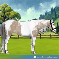 Horse Color:Liver Red Dun Splash Tobiano Rabicano 