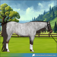 Horse Color:Liver Red Roan Rabicano 