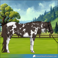 Horse Color:White Spotted Liver Chestnut Tobiano 
