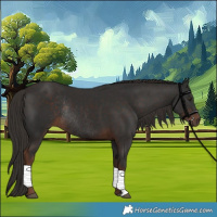 Horse Color:Liver Chestnut Rabicano 