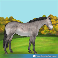 Horse Color:Platinum Bay Dun 