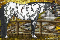 Horse Color:Black Appaloosa