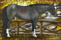 Horse Color:Black Snowflake Varnish 