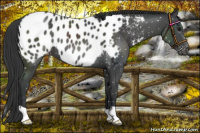 Horse Color:Black Appaloosa