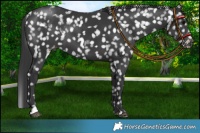 Horse Color:Black Appaloosa