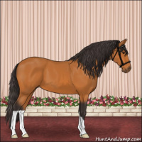 Horse Color:Buckskin 