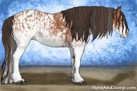 Horse Color:White Spotted Bay Splash  and White Spotted Bay Splash Appaloosa 