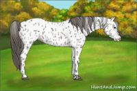 Horse Color:Grullo Appaloosa 