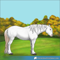 Horse Color:Grullo Appaloosa 