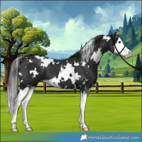 Horse Color:White Spotted Liver Chestnut Splash 