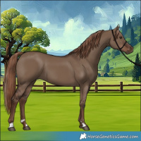 Horse Color:Liver Red Dun Sabino 