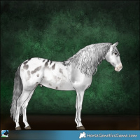 Horse Color:Platinum Brown Onyx Tobiano Appaloosa Rabicano