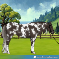 Horse Color:White Spotted Liver Chestnut 