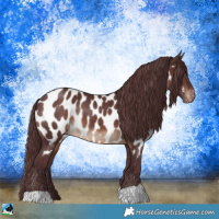 Horse Color:Chocolate Brown Appaloosa Rabicano 