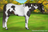 Horse Color:Liver Chestnut Tobiano Frame 