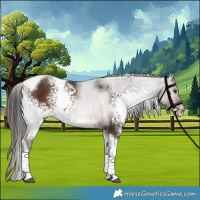 Horse Color:White Spotted Liver Chestnut Tobiano 