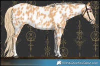 Horse Color:Chestnut Sabino Near Leopard 