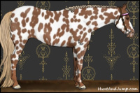 Horse Color:Chestnut Near Leopard 