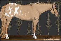 Horse Color:Red Dun Appaloosa