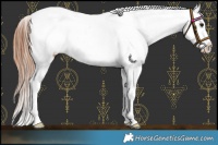 Horse Color:Bay Roan Dun Appaloosa Rabicano 
